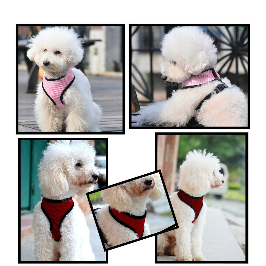 Dog Harness